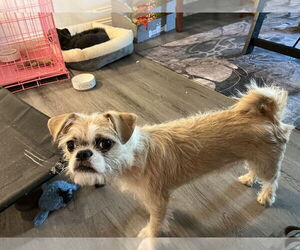 Pug-Unknown Mix Dogs for adoption in Holly Springs, NC, USA