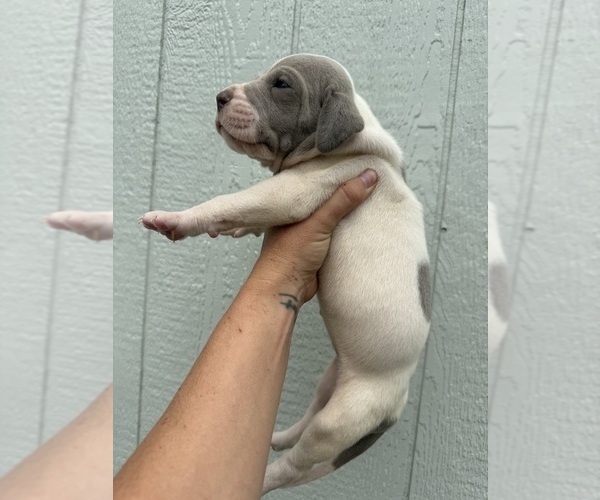 Medium Photo #52 Great Dane Puppy For Sale in HALLETTSVILLE, TX, USA