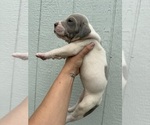 Small #3 Great Dane