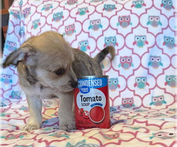 Medium Photo #4 Chihuahua-Unknown Mix Puppy For Sale in Pacolet, SC, USA