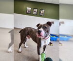 Small #3 American Pit Bull Terrier Mix