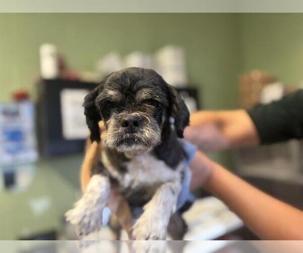 Medium Photo #1 Pekingese-Unknown Mix Puppy For Sale in Grand Prairie, TX, USA