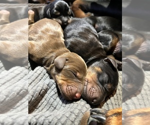 Doberman Pinscher Puppy for sale in WALNUT COVE, NC, USA