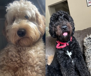 Goldendoodle Puppy for sale in METAIRIE, LA, USA