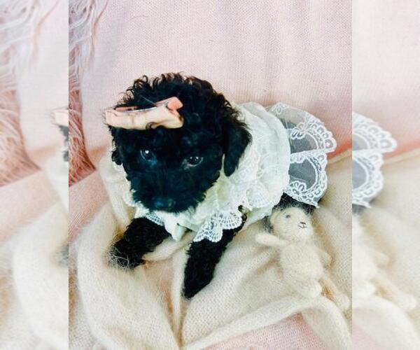 Medium Photo #2 Poodle (Toy) Puppy For Sale in THONOTOSASSA, FL, USA
