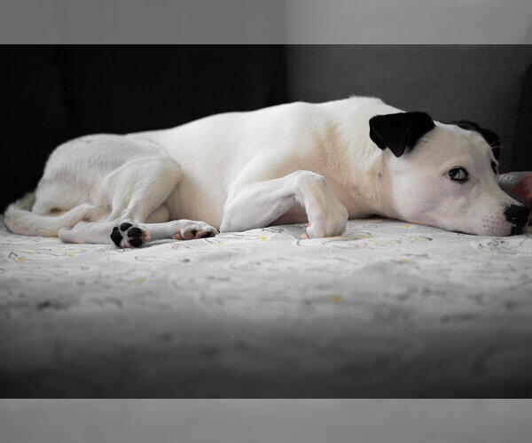 Medium Photo #7 Mutt Puppy For Sale in Princeton, MN, USA