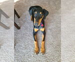 Small #6 Doberman Pinscher