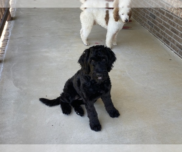 Medium Photo #1 Goldendoodle-Poodle (Standard) Mix Puppy For Sale in ADDISON, AL, USA