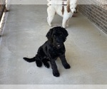 Small Photo #1 Goldendoodle-Poodle (Standard) Mix Puppy For Sale in ADDISON, AL, USA