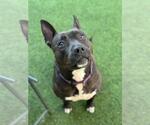 Small #2 American Pit Bull Terrier