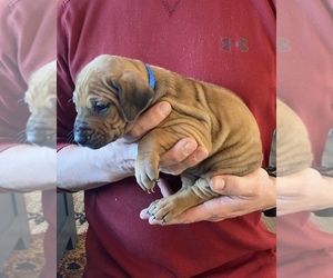 Rhodesian Ridgeback Puppy for sale in DIVIDE, CO, USA