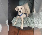 Small #5 Poodle (Miniature)