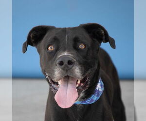 Labrador Retriever Dogs for adoption in Pasadena, CA, USA