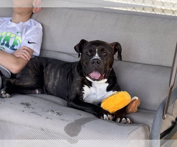 Medium Photo #22 Mutt Puppy For Sale in Mount Laurel, NJ, USA