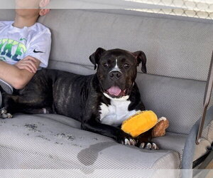 Cheetah - Female Mutt Dog for Adoption - Photo #22