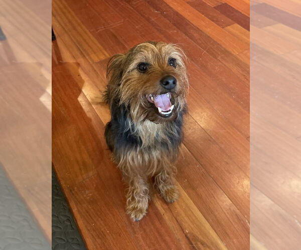 Medium Photo #3 Mutt Puppy For Sale in Greenbelt, MD, USA