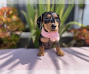 Dachshund Puppy for sale in CHULA VISTA, CA, USA