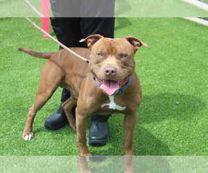 Ford - Male Mutt Dog for Adoption - Photo #3