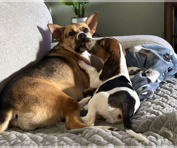 Medium Photo #12 Bagle Hound Puppy For Sale in Dunnellon, FL, USA