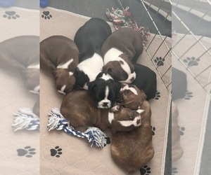 Boston Terrier Puppy for Sale in OREM, Utah USA