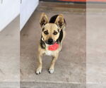 Small #2 Basenji Mix
