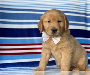 Golden Retriever Puppy for sale in LANCASTER, PA, USA
