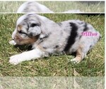 Puppy Willow Australian Shepherd