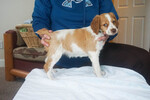 Small Photo #1 Brittany Puppy For Sale in LA GRANDE, OR, USA