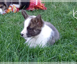 Small Photo #3 Welsh Cardigan Corgi Puppy For Sale in ELLENSBURG, WA, USA