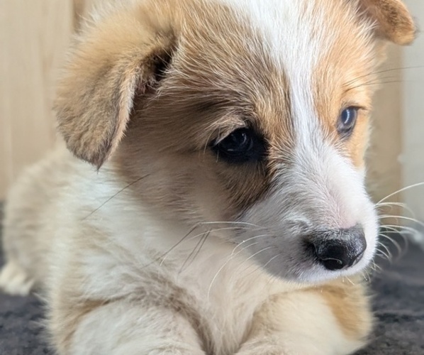 Medium Photo #7 Pembroke Welsh Corgi Puppy For Sale in GOSHEN, IN, USA
