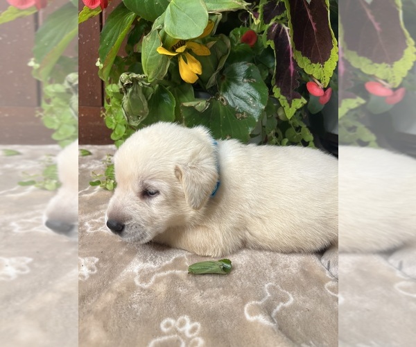 Medium Photo #9 Labrador Retriever Puppy For Sale in NEOLA, WV, USA