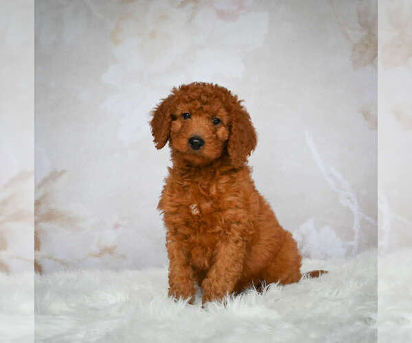Medium Photo #1 Goldendoodle (Miniature) Puppy For Sale in ITASCA, TX, USA