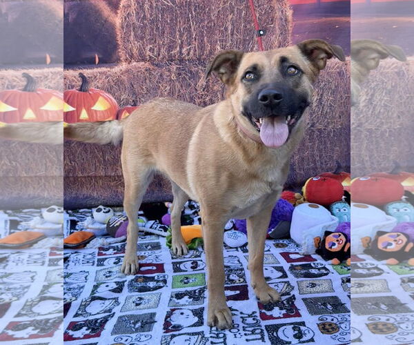 Medium Photo #2 Mutt Puppy For Sale in Lake Elsinore, CA, USA