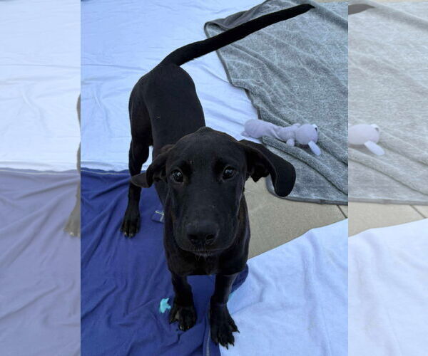 Medium Photo #2 Great Dane-Unknown Mix Puppy For Sale in Woodbury, NY, USA