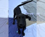 Small #1 Great Dane Mix