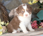Small #4 Australian Shepherd
