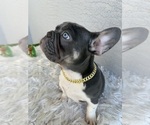 Small #10 French Bulldog