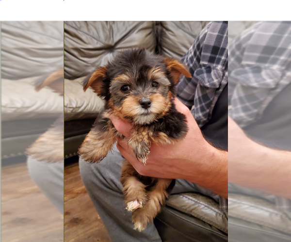 Medium Photo #4 Yorkshire Terrier Puppy For Sale in NEWCASTLE, CA, USA