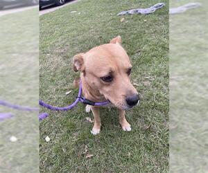 Mutt Dogs for adoption in Houston, TX, USA