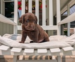 Small #6 Labrador Retriever