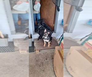 German Shepherd Dog Puppy for sale in LEBANON, OR, USA