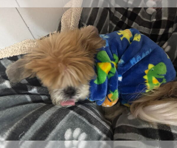 Medium Photo #4 Shih Tzu-Unknown Mix Puppy For Sale in Mooresville, NC, USA