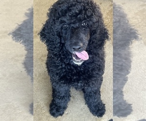 Poodle (Standard) Puppy for Sale in WAGONER, Oklahoma USA