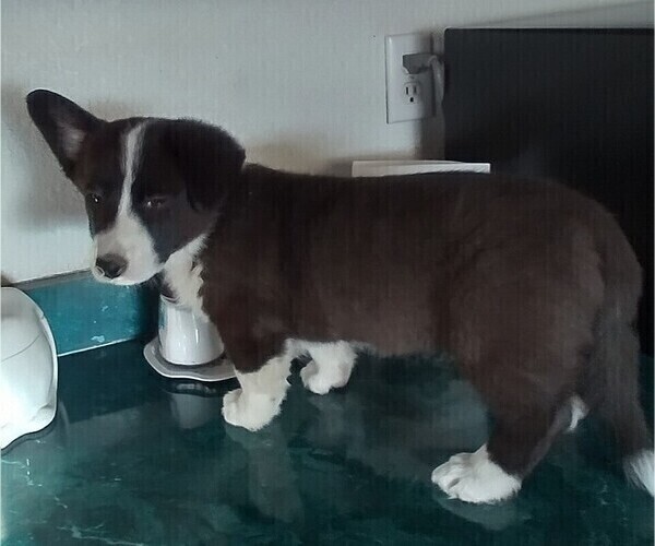 Medium Photo #11 Border Collie-Pembroke Welsh Corgi Mix Puppy For Sale in CHILOQUIN, OR, USA