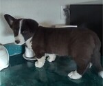 Small Photo #11 Border Collie-Pembroke Welsh Corgi Mix Puppy For Sale in CHILOQUIN, OR, USA