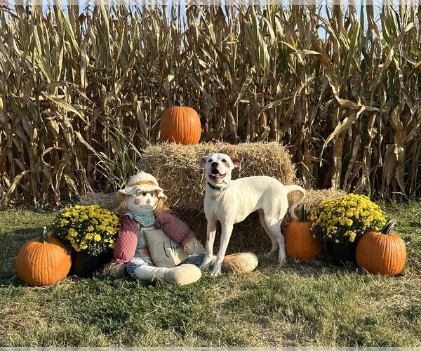 Medium Photo #1 Mutt Puppy For Sale in Evansville, IN, USA