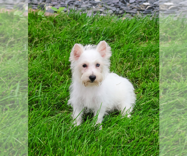 Medium Photo #6 Poodle (Toy)-West Highland White Terrier Mix Puppy For Sale in SYRACUSE, IN, USA