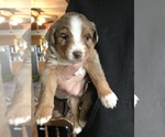 Puppy 5 Miniature Australian Shepherd