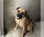 Small #1 Puggle