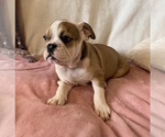 Small Photo #5 English Bulldog Puppy For Sale in CHARLESTON, SC, USA